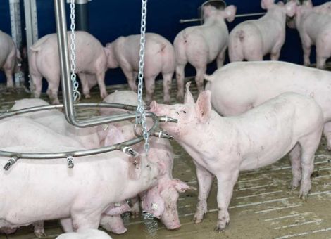 „Nutztierhaltung ein Stück weit aus der Schusslinie holen“