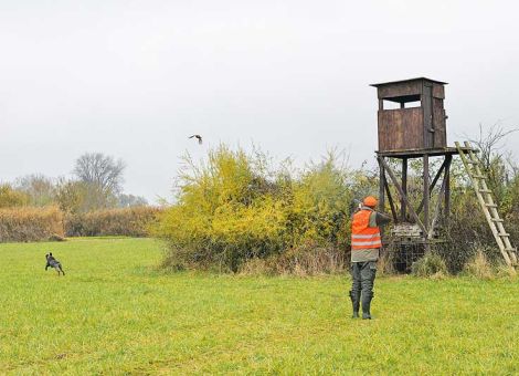 Ein wetterfester Hochsitz macht jahrelang Freude