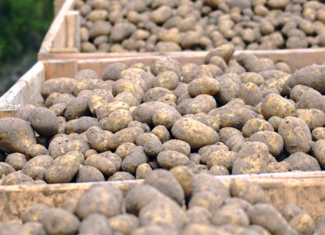 Ist die Ruhe im Kartoffellager trügerisch?