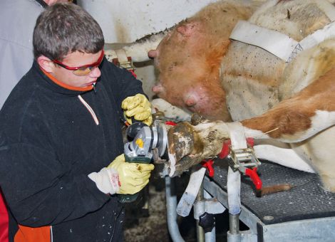 Zukunft Milch – Tiergesundheit im Griff?