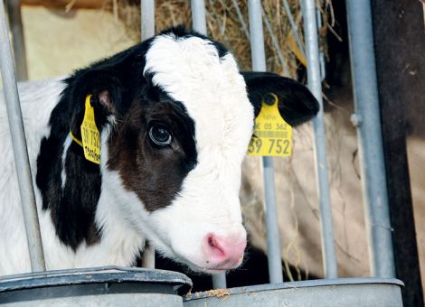 Kolostrumversorgung beeinflusst das ganze Leben