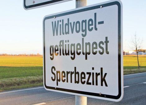 Kein Ende der Geflügelpest in Sicht