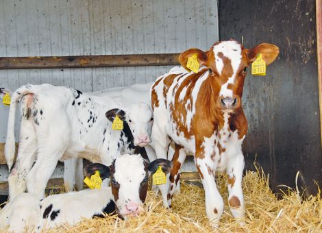 Kleinere Kälbergruppen können Erreger ausbremsen