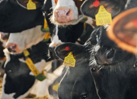 Niedrige Rohproteingehalte in Silagen verteuern Fütterung