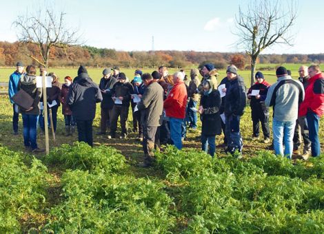 Zwischenfrüchte verglichen als Reinsaat oder Mischung