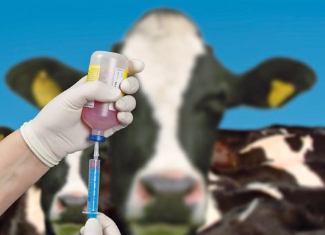 Schafe, Ziegen und Rinder vor Blauzungenkrankheit schützen