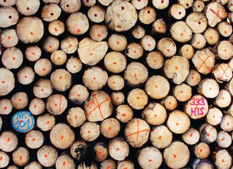 Landesbetrieb Hessen-Forst geht neue Wege im Holzverkauf