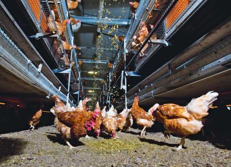 Legehennen etwas zu picken anbieten
