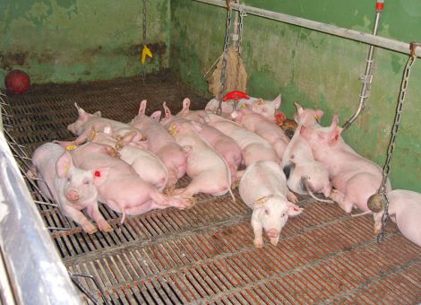 Ferkel brauchen es warm im Liegebereich