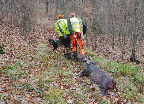Aujeszkysche Krankheit bei einem Jagdhund im Hunsrück festgestellt