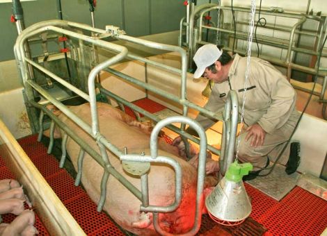 Beschleunigter Strukturwandel in der Tierhaltung