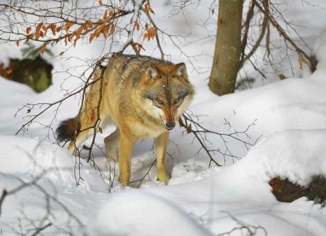 Wölfe reißen wieder Nutztiere in Mecklenburg-Vorpommern