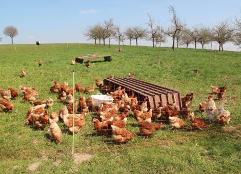 Tierseuchenkasse für Geflügel auf 2018 verschoben
