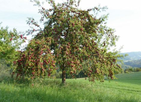 Streuobstsorte des Jahres