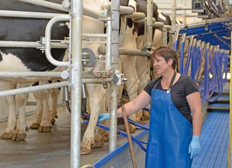 Hessische Kühe gaben im Schnitt 227 kg mehr Milch