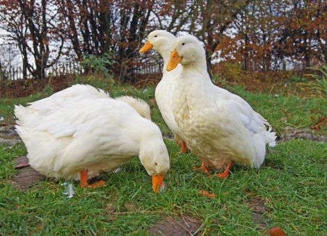 Eindrucksvolle Enten sind „Gefährdete Rasse 2017“