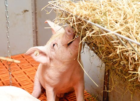 Zukunft der Initiative Tierwohl bis 2020 gesichert