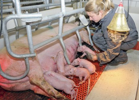 (Ge-)wichtige Vorsorge für den Folgewurf