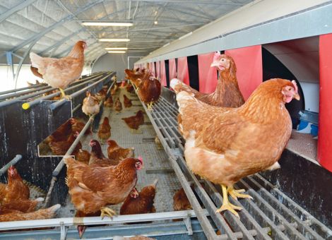 Geflügelpestsituation verschärft sich