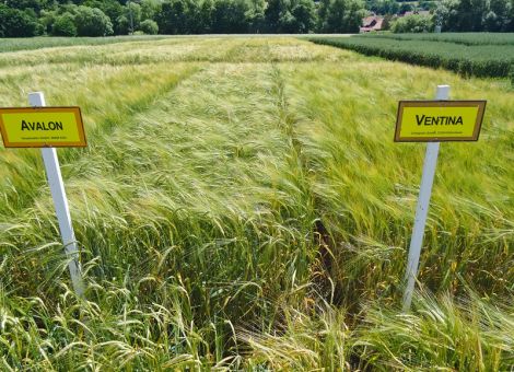 Aktuell günstige Marktlage bei Sommer-Braugerste