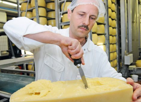 Milchanlieferungen saisonal gestiegen