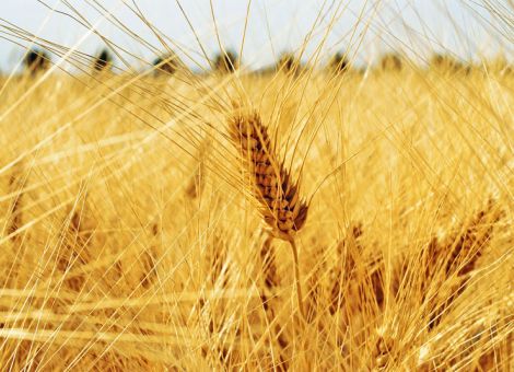 Deutschlandweit so viel Durum angebaut wie noch nie