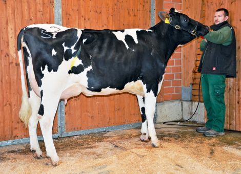 Big Point-Tochter erzielt Höchstpreis bei den Holsteins