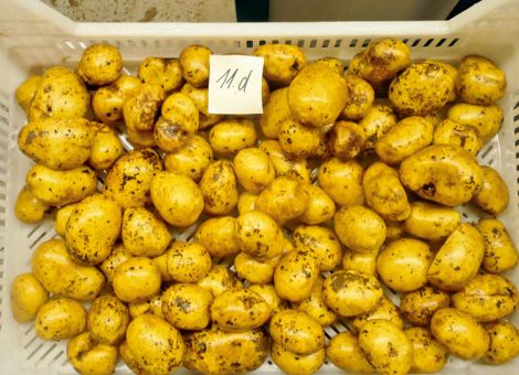 Krautfäule hat Öko-Bestände frühzeitig absterben lassen