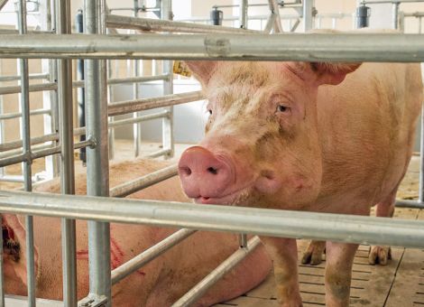 Sauenhaltung soll bundeseinheitlich geregelt werden