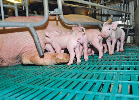 Ringelschwanz als Indikator für Tierwohl?