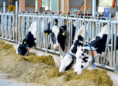 Einsparpotenziale im Milchviehbetrieb nutzen