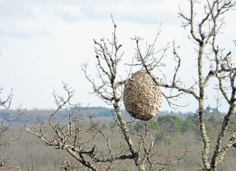 Fremde Schädlinge in unseren Gärten