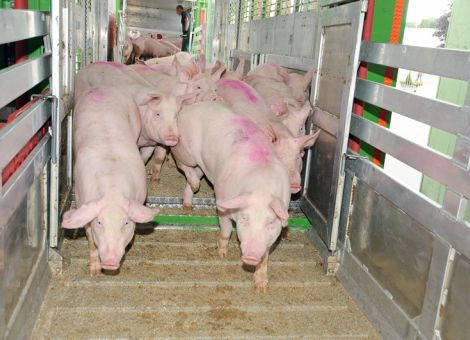Befestigung der Schlachtschweinepreise?