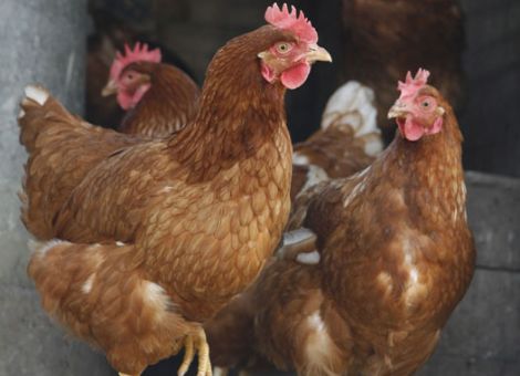 Vogelgrippe: Stallpflicht in Hessen soll teilweise aufgehoben werden