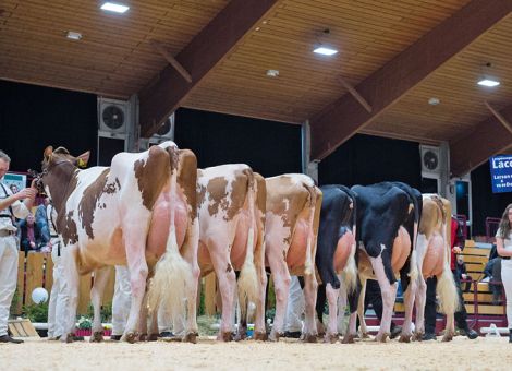 Töchtergruppen bei Zukunft Rind waren Zuschauermagnet