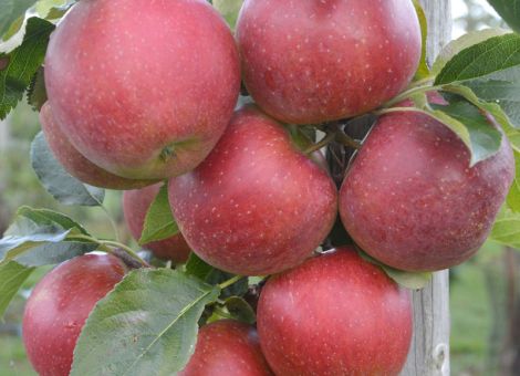 SQ 159 – Natyra, nur für beste Apfellagen