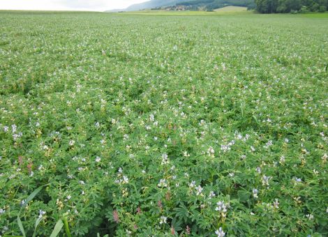 Ist die Weiße Lupine zukünftig eine Anbauoption?