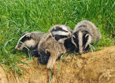 Eingewandertes Raubwild kann heimische Wildarten gefährden