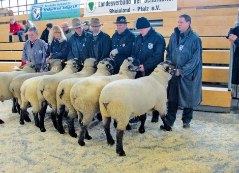81 Böcke bei der Limburger Auktion aufgetrieben