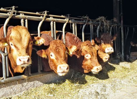 Regionale Vermarktung von Rindfleisch hat Zukunft