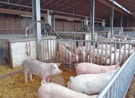Bioschweineerzeugung: Wachstum gestalten