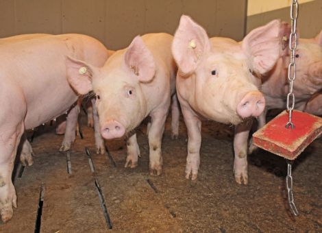 Perspektiven für die Schweinehalter gefordert – ISN: Sauenhalter sind besonders verunsichert, © Krämer Perspektiven für die Schweinehalter gefordert