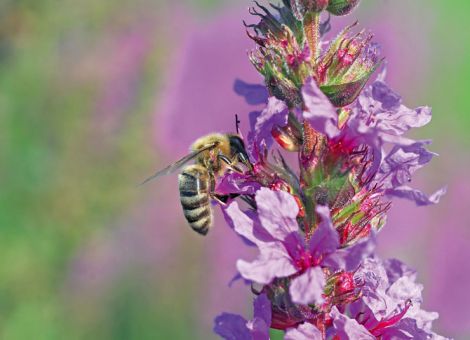 Möglichkeit der Ausnahmen im Sinne der Bienen wahrnehmen