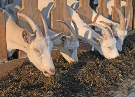 Aktuelles zum Thema Ziege, Ziegenhaltung und -zucht