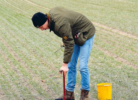 Die schwache Ernte 2016 sorgt für hohe N-Gehalte