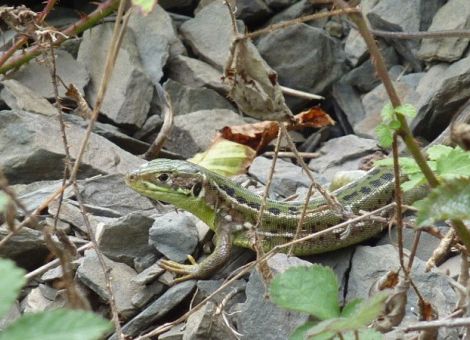 Neues Bewerbungsverfahren im Partnerbetrieb Naturschutz