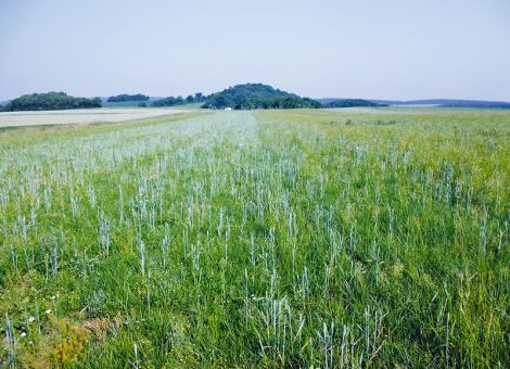 Neue Sorten verbessern die Akzeptanz beim Vieh