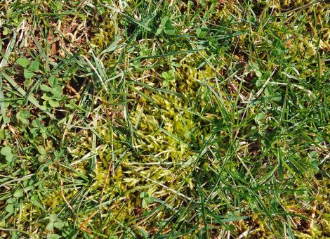 Striegel versus Wiesenschleppe