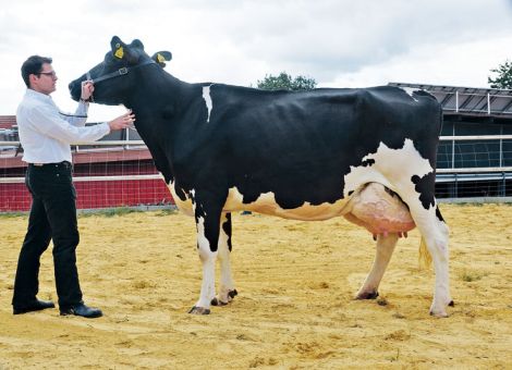 Genomische Selektion bringt Zuchtfortschritt