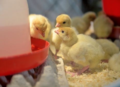 Putenfleisch trotz Geflügelpest nicht knapp